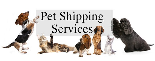 A Simple Guide To Overseas Pet Shipping