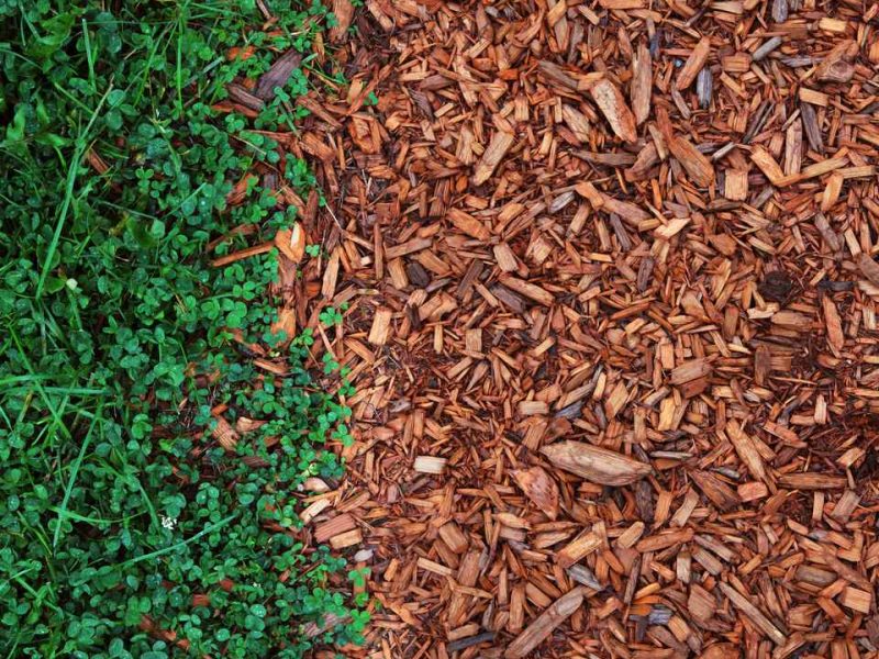 A Simple Guide to Wood Chip Mulching