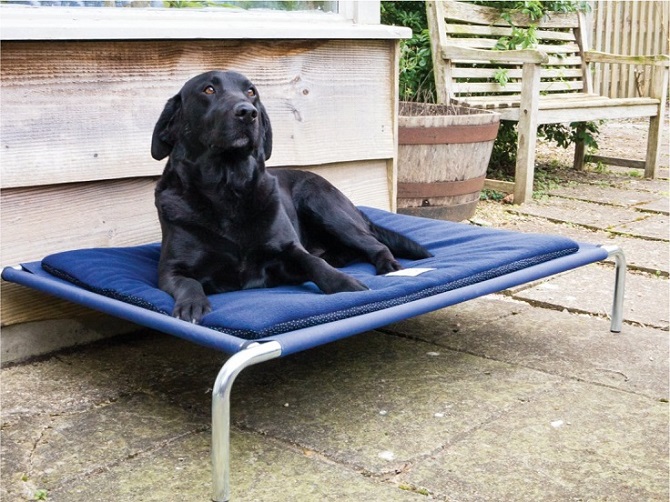 Pet Guide: Keep Your Dog Comfortable & Cool with a Raised Bed