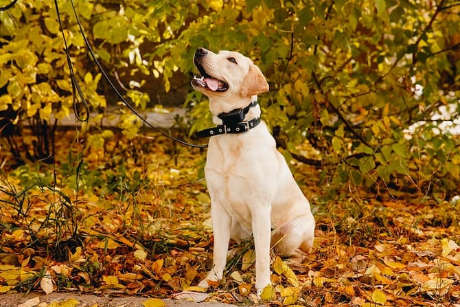 dog with bark collar outdoor