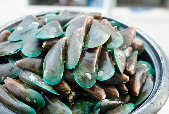 green lipped mussel for dogs