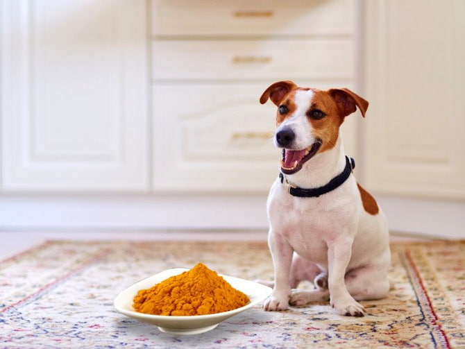 tumeric for dogs