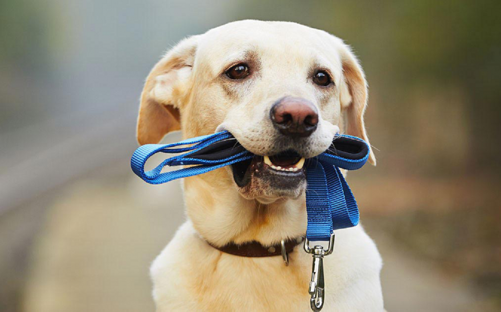 A golden retriever holding a dog lead in its mouth
