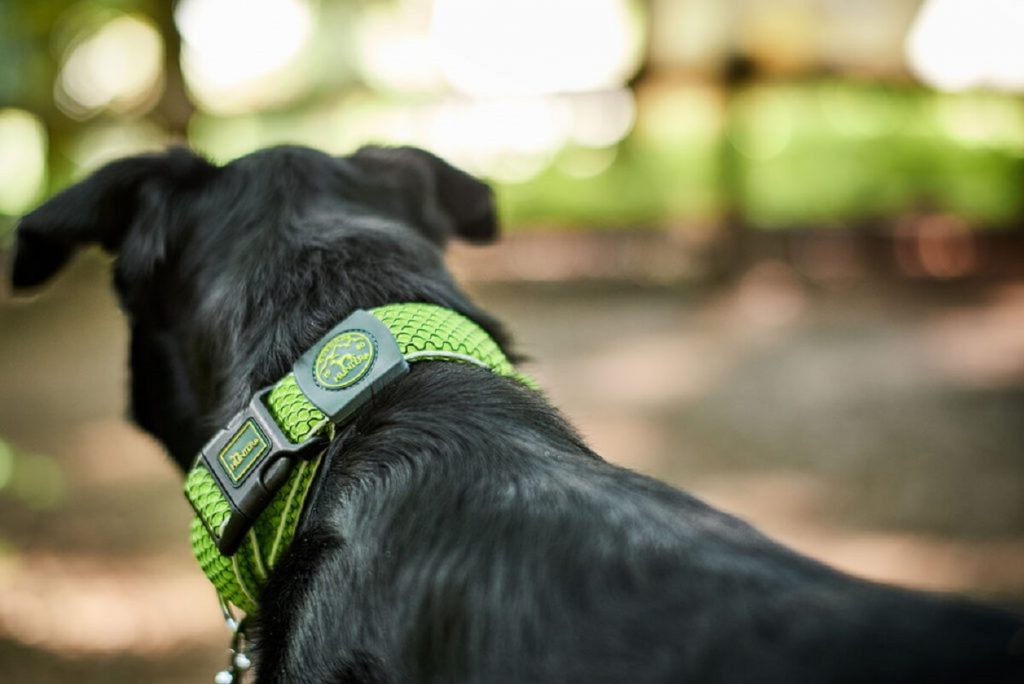 A dog with a green dog collar