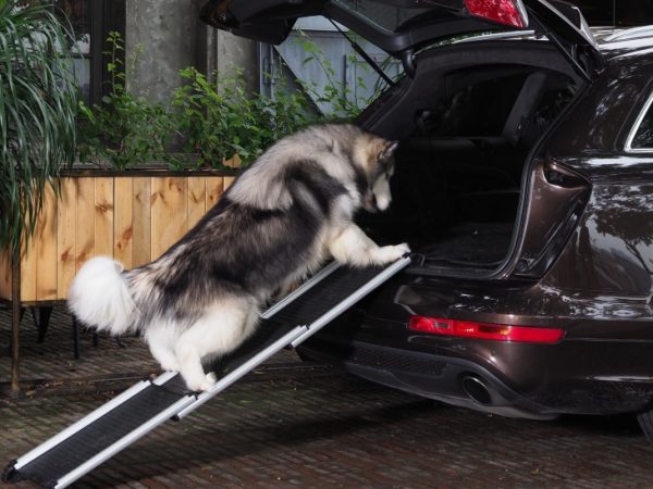 dog walking in a car on pet ramp for car