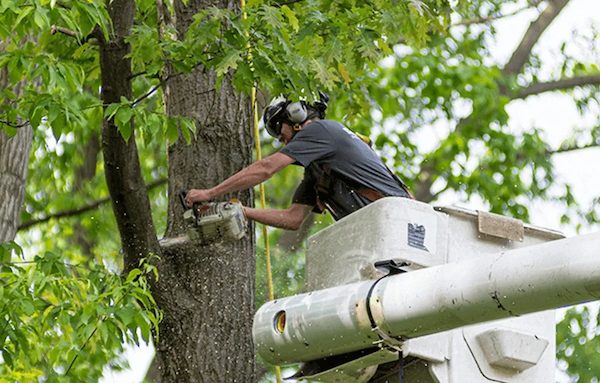 tree-care