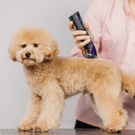 a dog getting trimmed with a clipper