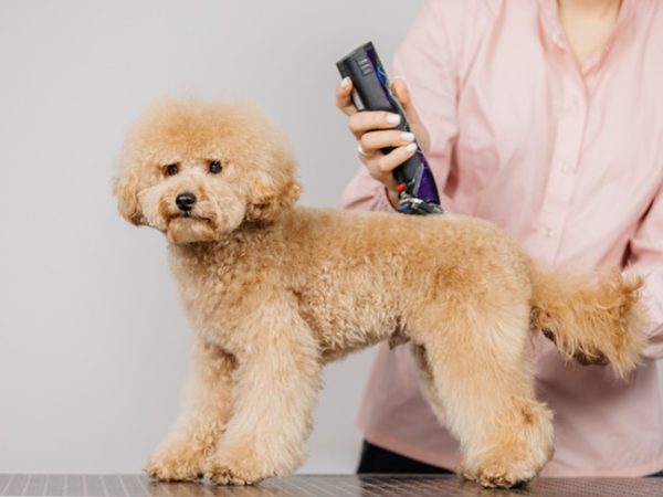 a dog getting trimmed with a clipper